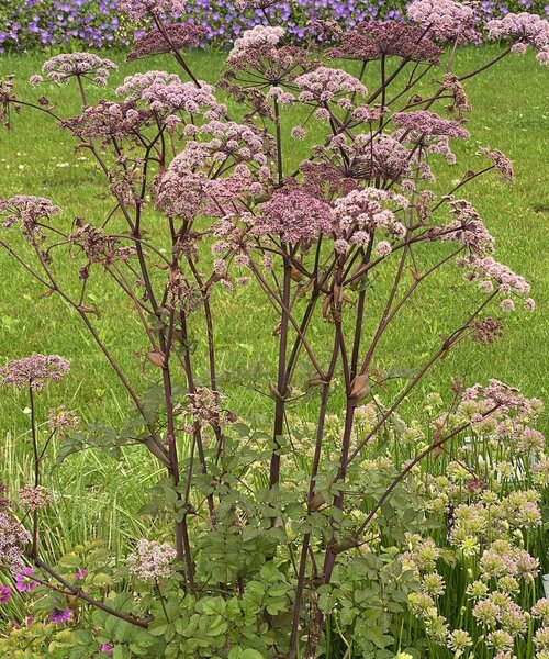 Angelica sylvestris Vicar’s Mead