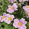 Anemone Royal Anemone Royal Blush