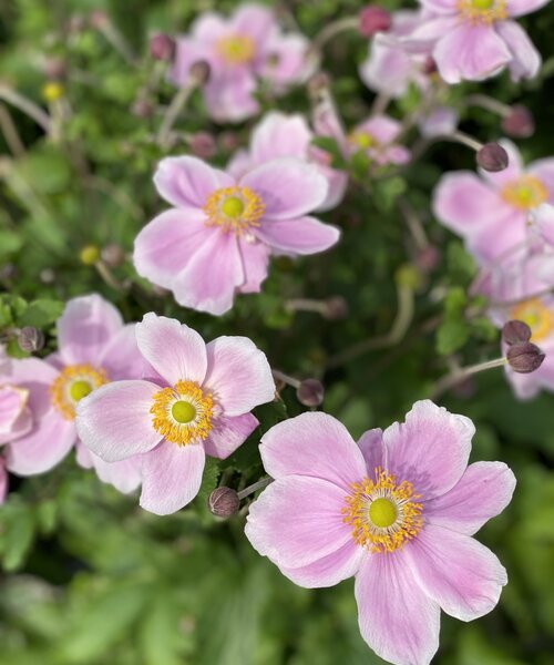 Anemone Royal Anemone Royal Blush