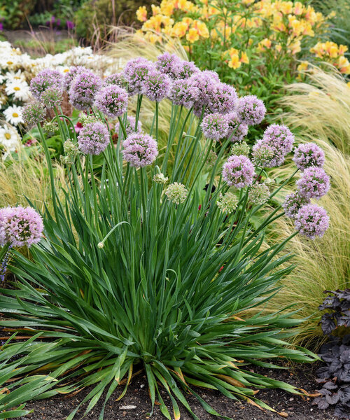 Allium Bubble Bath