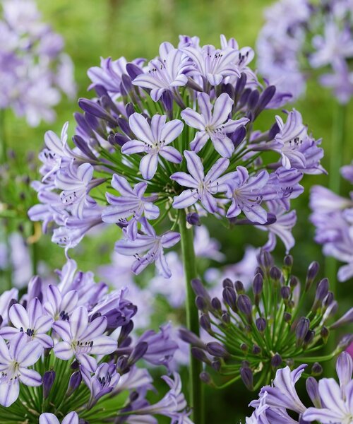 Agapanthus Poppin Star