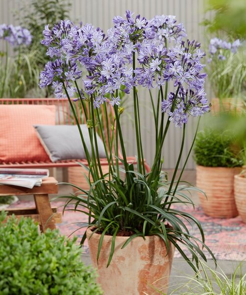 Agapanthus Poppin Star