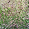 Panicum Purple Tears