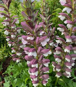 Acanthus White Lips