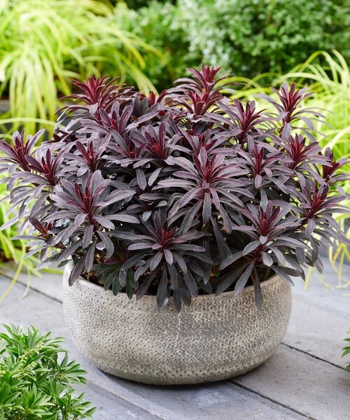 Euphorbia Miners Merlot