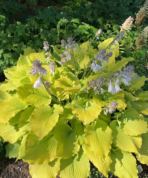 Hosta Shadowland Hosta Shadowland ™ Coast to Coast