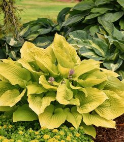 Hosta Shadowland ™ Coast to Coast