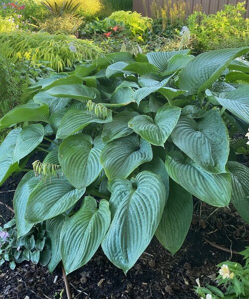 Hosta Shadowland Hosta Shadowland ™ Empress Wu