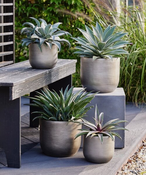 Mangave Mad About ™ Mangave Mad About ™ Blazing Saddles