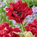 Papaver Red Rumble