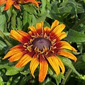 Rudbeckia Summerina ™ Blazing Fire