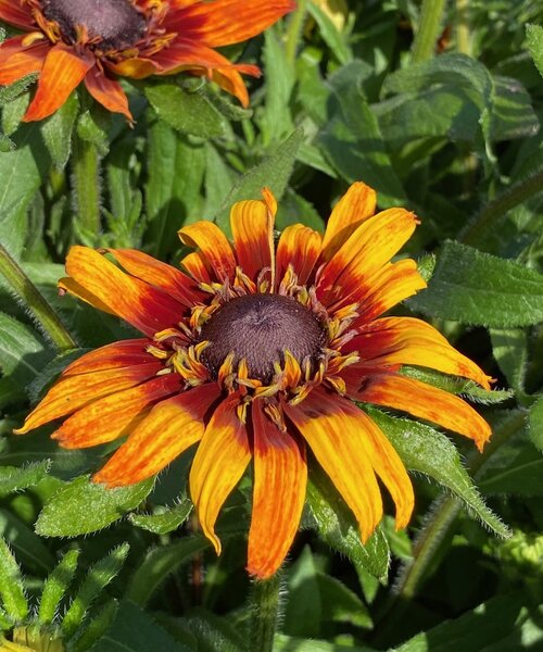 Rudbeckia Summerina ™ Blazing Fire