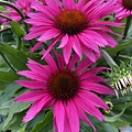 Echinacea SunSeekers Echinacea SunSeekers Rosy