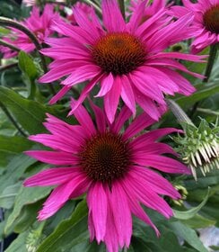 Echinacea SunSeekers Rosy