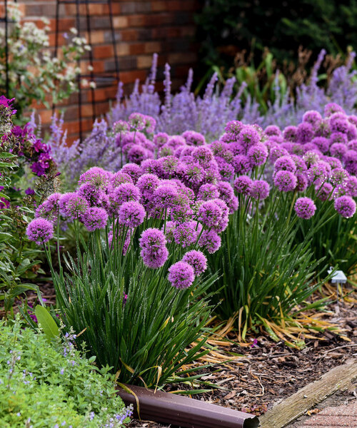 Allium Serendipity