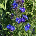 Anchusa Feltham Pride