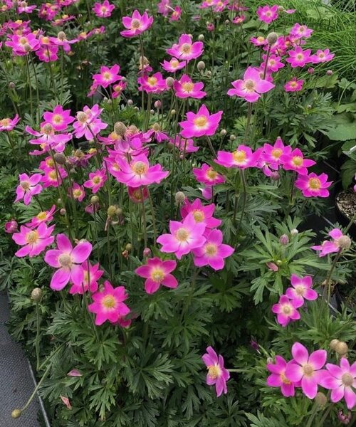 Anemone Spring Beauty Anemone Spring Beauty Pink
