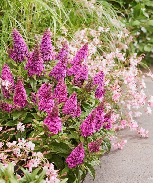 Buddleja Butterfly Candy ™ Cerise