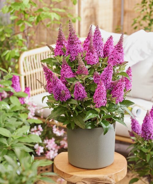 Buddleja Butterfly Candy ™ Buddleja Butterfly Candy ™ Cerise