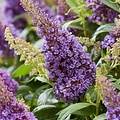 Buddleja Butterfly Candy ™ Lila