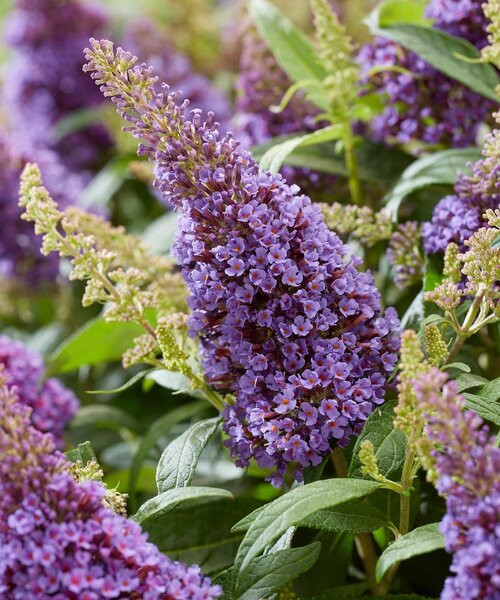 Buddleja Butterfly Candy ™ Buddleja Butterfly Candy ™ Lila