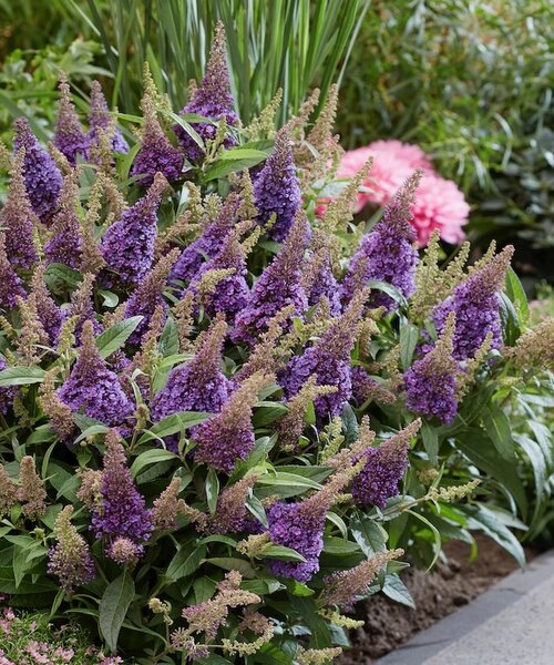Buddleja Butterfly Candy ™ Buddleja Butterfly Candy ™ Lila