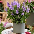 Buddleja Butterfly Buddleja Butterfly Candy Lila