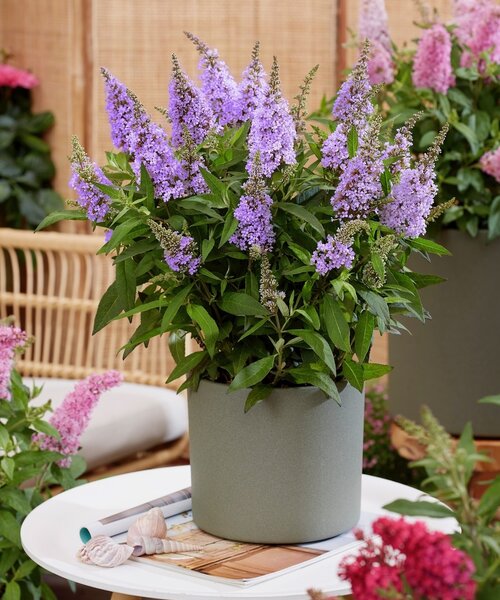 Buddleja Butterfly Candy ™ Buddleja Butterfly Candy ™ Lila