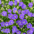 Campanula Mini Marvels Campanula Mini Marvels™ Midnight