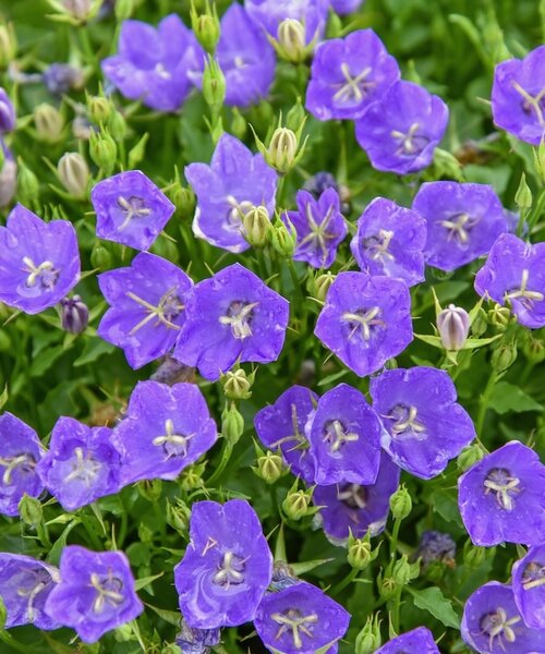 Campanula Mini Marvels Campanula Mini Marvels™ Midnight