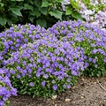 Campanula Mini Marvels Campanula Mini Marvels™ Midnight