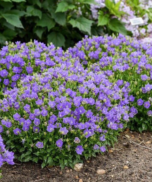 Campanula Mini Marvels Campanula Mini Marvels™ Midnight