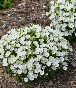 Campanula Mini Marvels™ Starbright