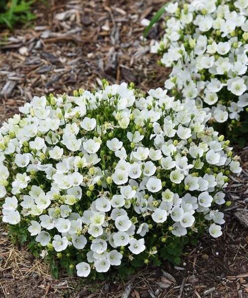 Campanula Mini Marvels Campanula Mini Marvels™ Starbright