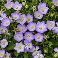 Campanula Mini Marvels Campanula Mini Marvels™ Twilight