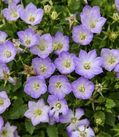 Campanula Mini Marvels™ Twilight