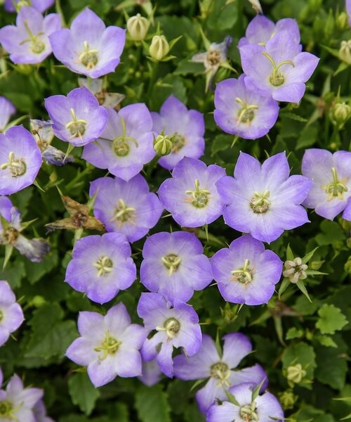 Campanula Mini Marvels Campanula Mini Marvels™ Twilight