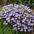 Campanula Mini Marvels Campanula Mini Marvels™ Twilight