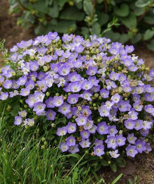 Campanula Mini Marvels Campanula Mini Marvels™ Twilight