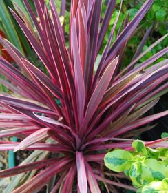 Cordyline Paso Doble