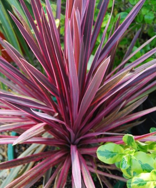 Cordyline Paso Doble