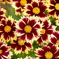Coreopsis Solar Coreopsis Solar Fancy