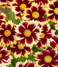 Coreopsis Solar Fancy