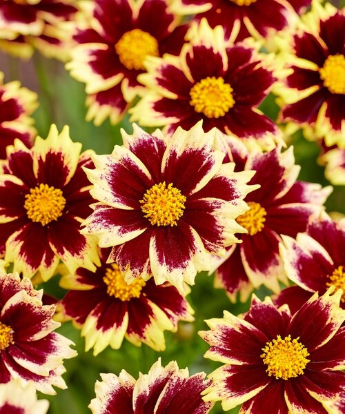 Coreopsis Solar Fancy