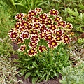 Coreopsis Solar Fancy