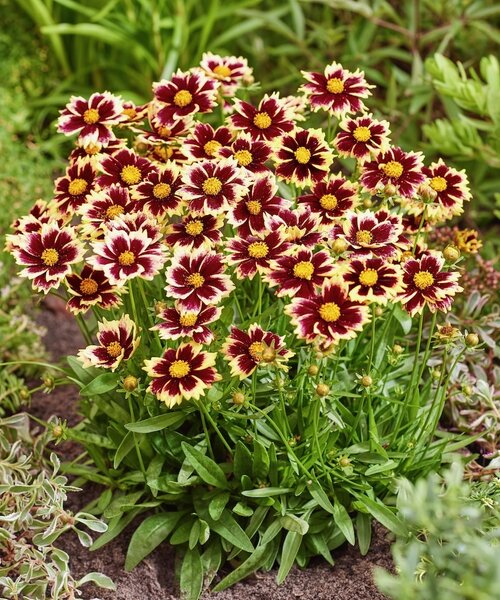 Coreopsis Solar Coreopsis Solar Fancy