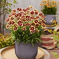 Coreopsis Solar Fancy