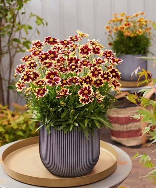 Coreopsis Solar Coreopsis Solar Fancy