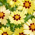 Coreopsis Solar Moon