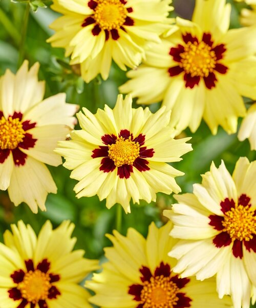 Coreopsis Solar Coreopsis Solar Moon